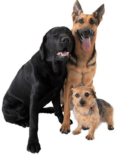 犬の平均寿命 最高寿命 人間年齢比較 イワマ式犬猫健康長生き法