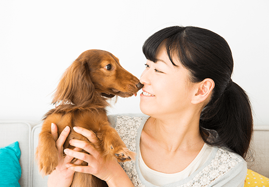 犬の平均寿命 最高寿命 人間年齢比較 イワマ式犬猫健康長生き法