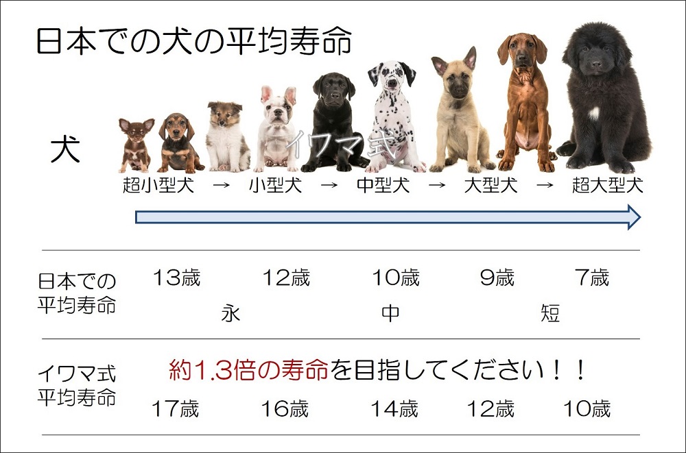 犬 猫の寿命は1 3倍が目標 Benly Jp ペットフードのベンリー の通販