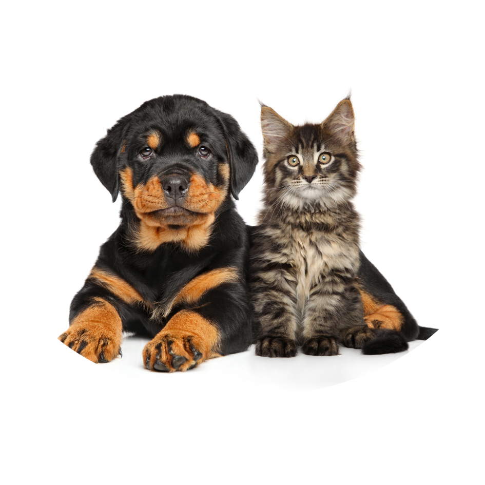 健康で長生きの秘訣 Benly Jp ペットフードのベンリー の通販