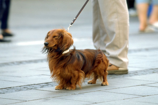 ドッグフードで寿命は変わる 犬種による寿命の違い ドッグフードの選び方 岩間式推奨品を子犬に ペットフードのベンリー