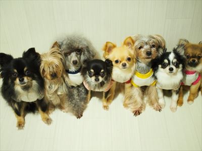 一列に並んだ8匹の犬
