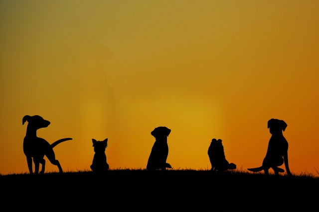 犬の寿命 犬の老化の始まりは 特徴的な老化のサイン 寿命の長いミニチュアダックスフンド トイプードル 柴犬の特徴もご紹介 ペットフードのベンリー
