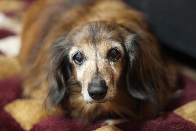 犬の寿命 犬の老化の始まりは 特徴的な老化のサイン 寿命の長いミニチュアダックスフンド トイプードル 柴犬の特徴もご紹介 ペットフードのベンリー