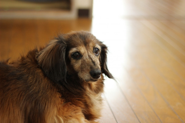 老犬の長生きを考えたドッグフードの与え方 缶詰ウェットフードとドライフードの違い ペットフードのベンリー