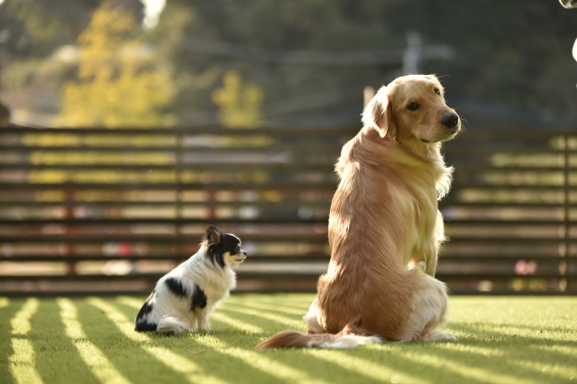 犬の寿命 大型犬の寿命は短い ゴールデンレトリバー ラブラドールレトリバーなどの大型犬の特徴 人間の年齢に換算 ペットフードのベンリー