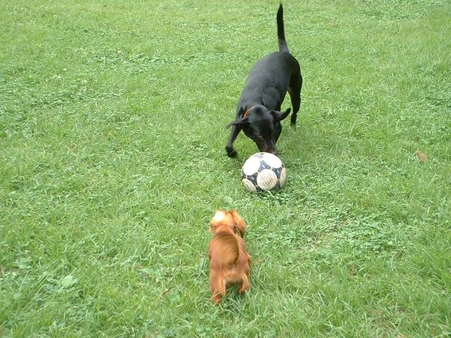 犬の年齢を人間の年齢に換算する方法